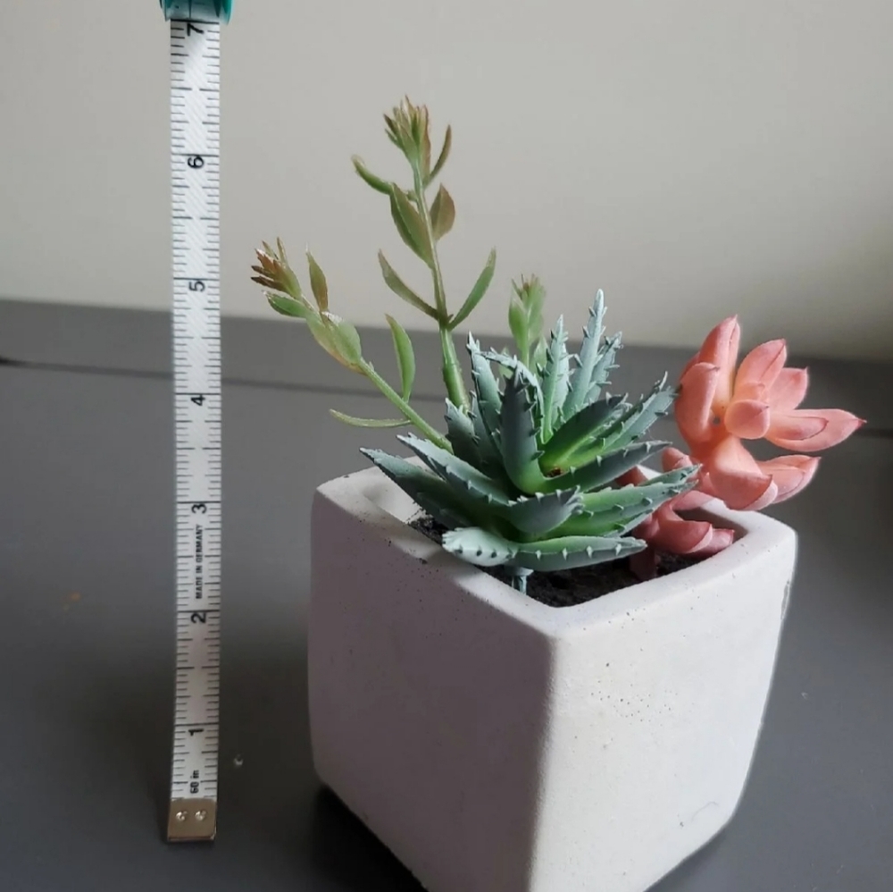 Succulent box
